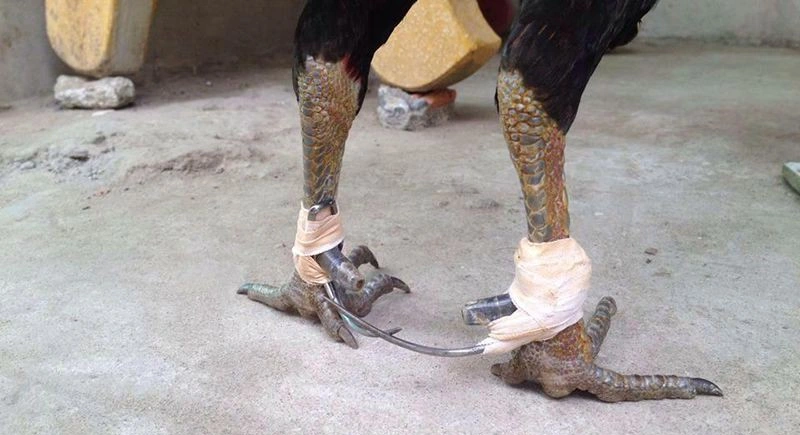 Cách băng cựa gà cho gà chọi là không nên dùng cựa quá dài