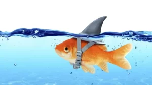Fish trong Poker